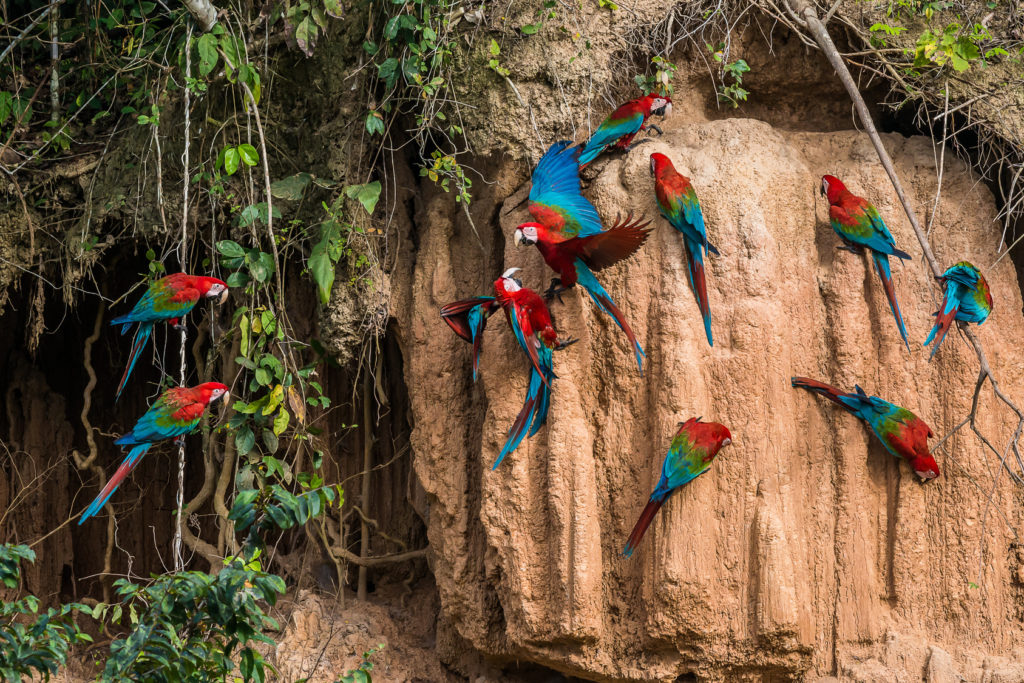 Papageien an Tonlecken im Manu Nationalpark in Peru