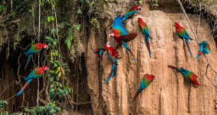 Manú Nationalpark – Quellgebiet des Amazonas