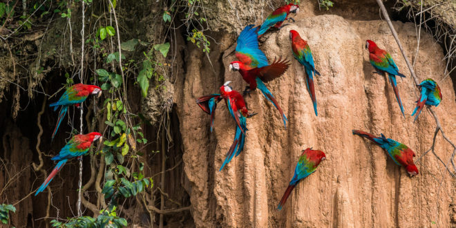 Papageien an Tonlecken im Manu Nationalpark in Peru