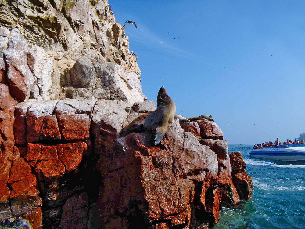 Robbe auf der Inselgruppe Islas Ballestas vor der Südküste Perus